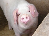 iSAȱY