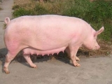 ȫĸiNɹY