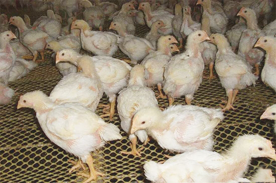 肉雞疾病的非藥性預防措施
