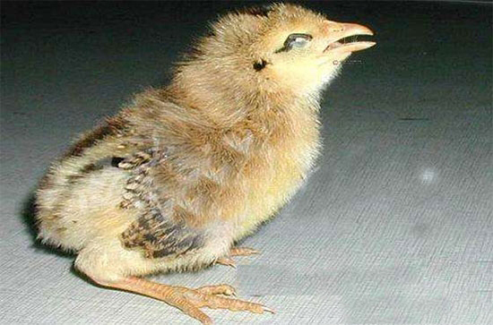 ùwķ