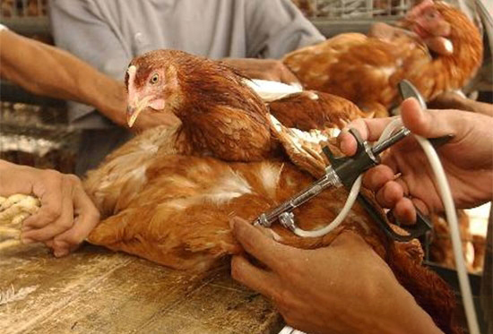 _ʼȫ_չH7N9
