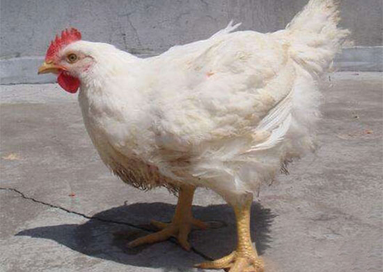 uë̖֪