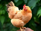 \B(yng)uҲB(yng)ɢB(yng)uζ