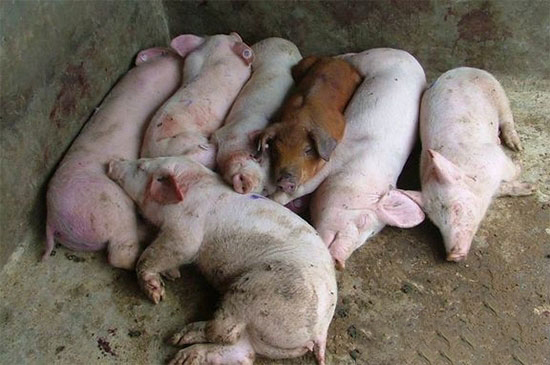 弱豬調(diào)理為什么一定要選用粥料飼喂的方式？