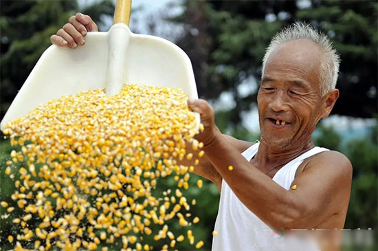 農(nóng)業(yè)部：2018年不宜盲目擴大玉米種植，避免增產(chǎn)不增收