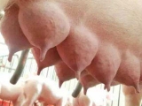̥²¿ܕ(hu)pĸiķֳ